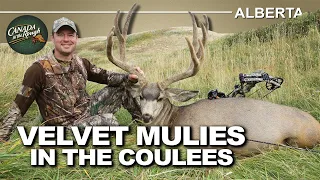 Intense stalk for Mule Deer in the Alberta Coulees | Canada in the Rough