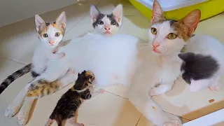 The story of the rescued mother cat who have 2 kittens and adopted 1 abandoned newborn kitten