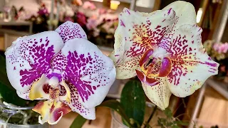 new orchids GENTLE KIDS and switch the orchid from flowering to growing roots