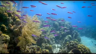 Coral Reefs of the Caribbean