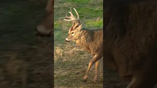 Decoying A MAD Iowa Buck, Snort Wheeze Turns Mature Buck To Bowhunter #shorts #hunting #wildlife