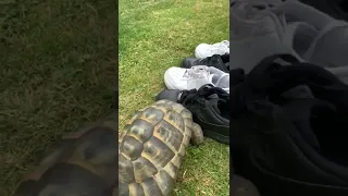 Tommy the Tortoise vs. Black and White Shoes || ViralHog