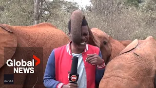 Hilarious moment baby elephant interrupts reporter