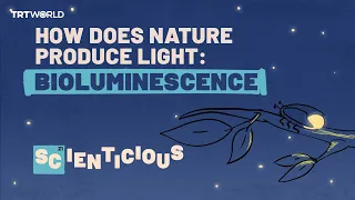 How does nature produce light: Bioluminescence  | Scienticious - Episode 6