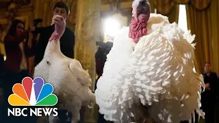 Trump Pardons Thanksgiving Turkeys At White House (Live Stream Recording) | NBC News