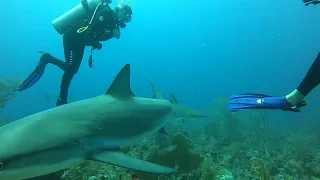 Shark Boop | St. Kitts