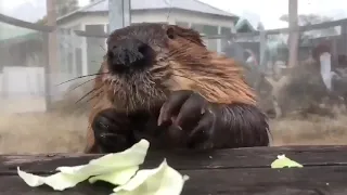 Studies show that watching a beaver eat cabbage lowers stress by 17%