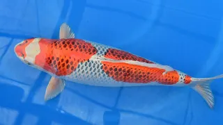 Modern Koi Blog #4857 - Konishis beste Nisai  Kujaku aus Toyohira