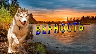 История верности собаки своему хозяину!