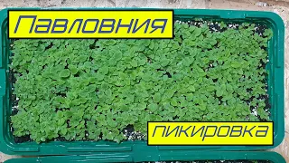 Павловния пикировка