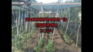 ПАСИНКУЮ ТА ПІДВ,ЯЗУЮ ВИСОКОРОСЛІ ТОМАТИ У ВІДКРИТОМУ ГРУНТІ !!?