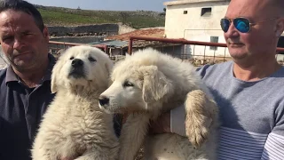 Cani anti-lupo nel Parco Nazionale del Gargano