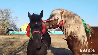 ЛОШАДИ🐎КОБЫЛА АЗА И ЖЕРЕБЕЦ БАСТИОН