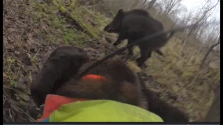 exceptional hunt for a wounded 200-pound wildboar - Nachsuche auf Keiler; Wildschweinjagd