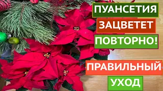 РОЖДЕСТВЕНСКАЯ ЗВЕЗДА ЗАЦВЕТЕТ ПОВТОРНО, ЕСЛИ ОБЕСПЕЧИТЬ ПРАВИЛЬНЫЙ УХОД!