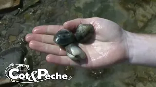 La pêche à pied de la palourde et des étrilles dans le Cotentin.