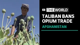 Taliban eradicates poppy cultivation to wipe out opium and heroin production | The World