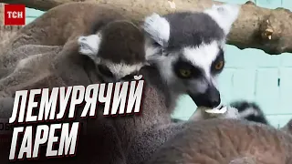 🐱 Тато один на всіх! У київському зоопарку радіють поповненню з непростою історією