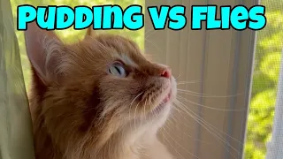 Pudding vs Flies 🪰