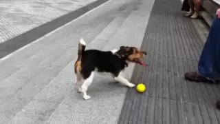 Clever dog plays fetch with himself