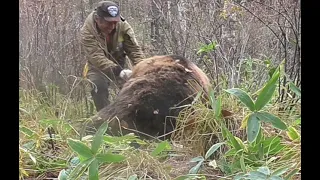 ３年前   私を襲う為　走り寄って来た３頭のヒグマに発砲！　その後はどうなったのかを動画公開します！こんな状況下であなたは冷静に頭もしくは首（脊髄）を撃てますか！内臓を撃ってもその場で倒れませんよ！