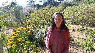 Fynbos Biome