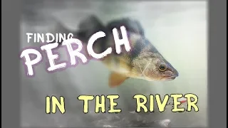 SuperBaits #Shorts | Finding Perch