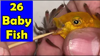 2 Yellow cichlid fish give birth to 26 fish 😍🐬👍🙏