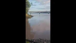 Bystanders Wowed as Crocodile Eats Dead Shark Right in Front of Them