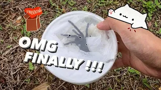 CAN’T BELIEVE I FINALLY GOT MY DREAM BLUE TARANTULA !!! [Tarantula Unboxing]