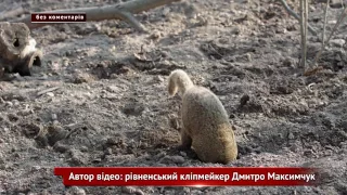 Зворушливі мешканці рівненського зоопарку. Без коментарів.