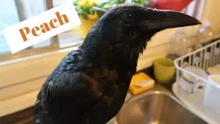 FUNNY PET CROW CLIPS