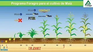 Aprendiendo con Foragro #3 Portafolio para el cultivo de Maíz