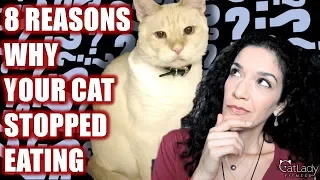 Why isn't my cat eating his or her food? 8 COMMON REASONS! - Cat Lady Fitness