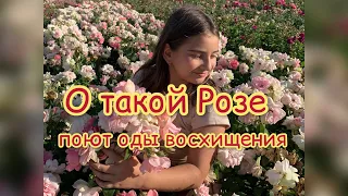 О такой розе поют оды..