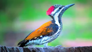 10 Most Beautiful Woodpeckers in the World