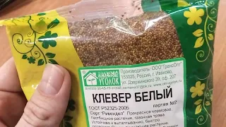 Клевер белый