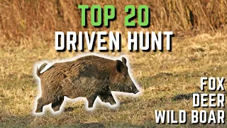 TOP 20 driven hunt - wild boar - deer - fox