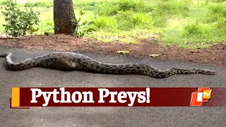 Huge Python Swallows ‘Goat’ Odisha | OTV News