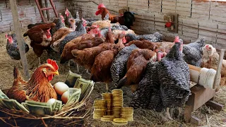 5 ways to profit 💰 with the breeding of chickens - Tips ...