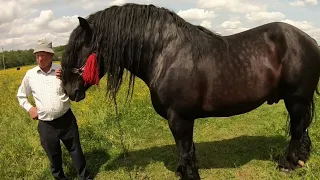 🆕💣НАЙПОТУЖНІШИЙ💪 ЖЕРЕБЕЦЬ  НА ЗАХОДІ УКРАЇНИ, ПЕРШЕРОН ХІЛТОН🚜