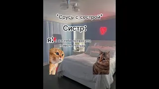 #мойдень #котики