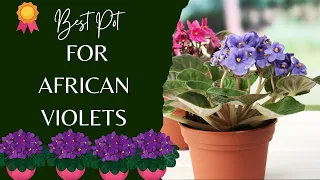 Best Pot for African Violets |How To Pick The Perfect Pot For Your African Violet