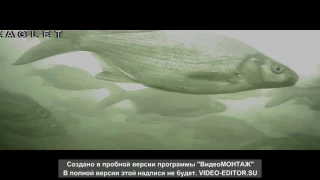 Подводное видео, стая леща.