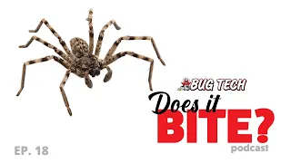 Spider Bites: Venomous or Not?