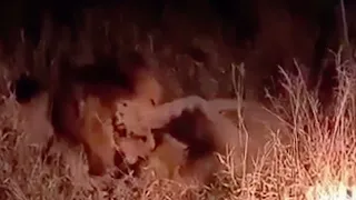 Lion Vs Lion Brutal Fight (Red Road Male vs Mandevu)