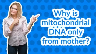 Why is mitochondrial DNA only from mother?