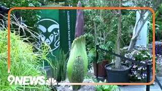 Corpse flower blooms at Colorado State University