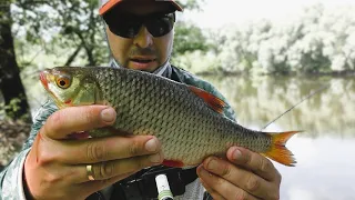 Роздача Чехоні і Пліткі в Червні.  Фідер на Десні