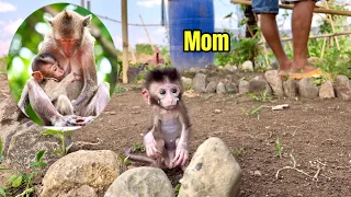 The poor baby monkey's eyes were sad because he missed his mother - he called for his mother